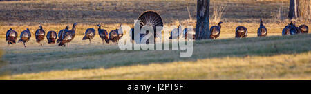 Immagine panoramica di tacchini selvatici (Meleagris gallopavo) durante la primavera accoppiamento stagione in Wisconsin Foto Stock