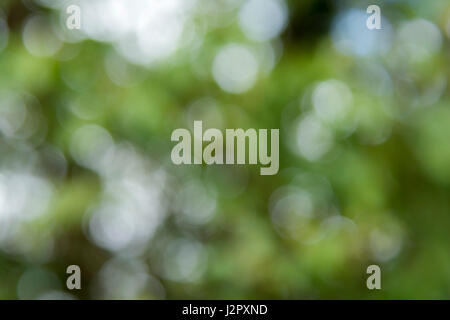 Sfocate, soft-focus, verde organico forme astratte come sfondo, carta da parati o texture. Foto Stock