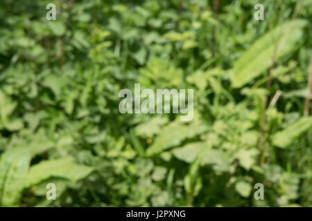 Sfocate, soft-focus, verde organico forme astratte come sfondo, carta da parati o texture. Foto Stock