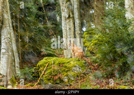 Bella euroasiatica (Lynx Lynx lynx) raffigurato seduto su un promontorio roccioso, in un bosco remoto impostazione d'inverno. Foto Stock