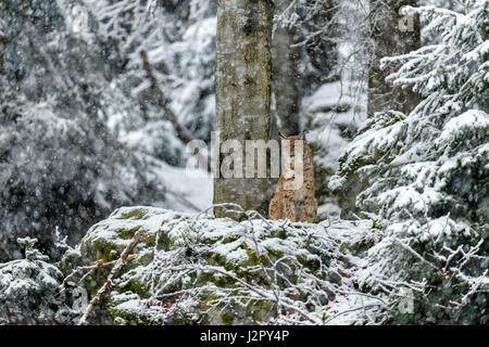 Bella euroasiatica (Lynx Lynx lynx) raffigurato seduto su un affioramento roccioso sorveglia la sua coperta di neve i dintorni in un bosco remoto impostazione d'inverno. Foto Stock