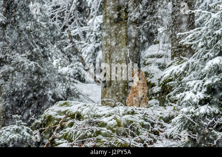 Bella euroasiatica (Lynx Lynx lynx) raffigurato seduto su un affioramento roccioso sorveglia la sua coperta di neve i dintorni in un bosco remoto impostazione d'inverno. Foto Stock