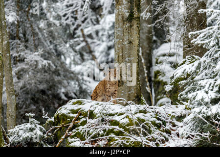 Bella euroasiatica (Lynx Lynx lynx) raffigurato seduto su un affioramento roccioso sorveglia la sua coperta di neve i dintorni in un bosco remoto impostazione d'inverno. Foto Stock
