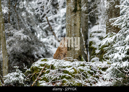 Bella euroasiatica (Lynx Lynx lynx) raffigurato seduto su un affioramento roccioso sorveglia la sua coperta di neve i dintorni in un bosco remoto impostazione d'inverno. Foto Stock