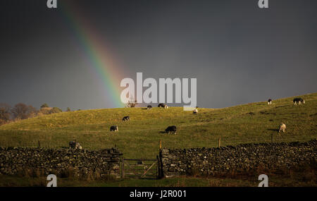 Rainbow su un gregge di pecore al pascolo in un campo su un giorno di tempesta Foto Stock