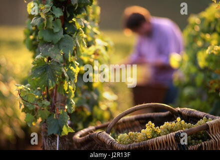 Vendemmia Vendanges uve Chardonnay Borgogna Basket vendemmiatore vendemmiatore Louis Latour, Corton Charlemagne, Chardonnay, in un tradizionale paniere di vimini della Borgogna, sulla collina di Corton, Aloxe-Corton, Côte de Beaune Bourgogne-Franche-Comté Foto Stock