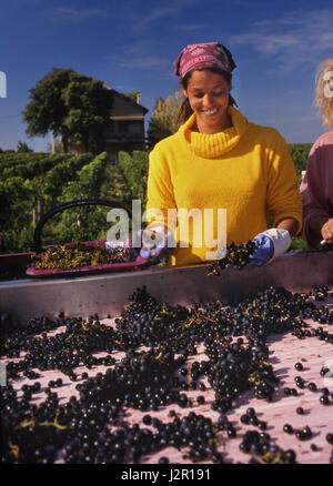 Bordeaux Pomerol Chateau le pin Sorting / triage vendemmiato Merlot in perfette condizioni presso il rinomato produttore di vini di lusso Château le pin, Pomerol, Gironde, Francia. Bordeaux Foto Stock