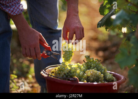 Vendendo uve Chardonnay vendanges vigneto secateurs, Corton Charlemagne Louis Latour vigneto , collina di Corton, Aloxe-cartone, Côte d'Or, Francia. Foto Stock