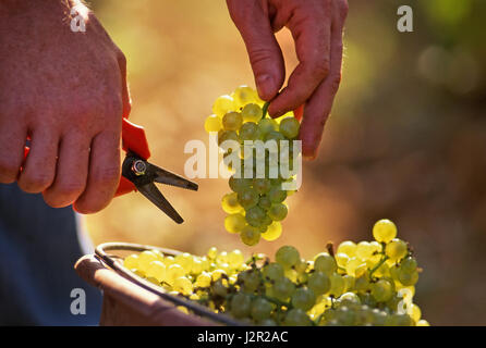 Chardonnay Borgogna Vendanges vendemmia vendemmia, Corton Charlemagne vigneto Louis Latour, collina di Corton, Aloxe-Corton, Côte d'Or, Francia. Foto Stock