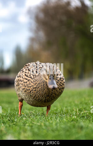 Anatra Frmale stying sulla riva del fiume vicino al fiume Foto Stock