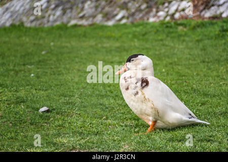 Mallard duck stying sulla riva del fiume vicino al fiume Foto Stock