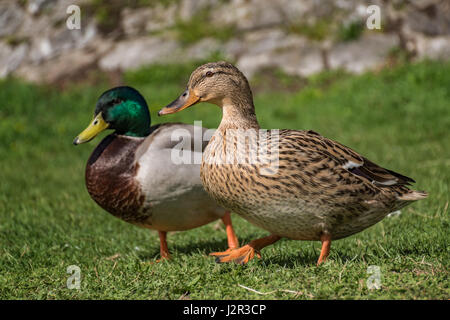 Paio di anatre camminando sul greto del fiume vicino al fiume Foto Stock