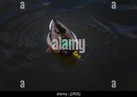 Mallard duck floating e mangiare nel fiume Foto Stock
