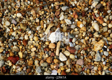 Mare multicolori granelli e la shell sulla riva Foto Stock