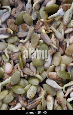 Semi che germinano Foto Stock