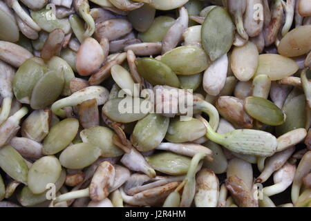 Semi germinare Foto Stock