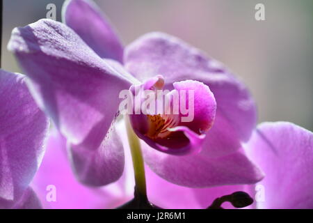 Bella orchid closeup Foto Stock