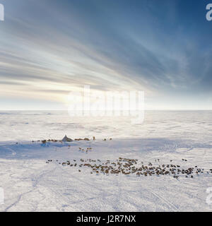 Le renne pascolano nella tundra intorno dei nomadi yurt accanto a del circolo polare in una fredda giornata invernale. Foto Stock