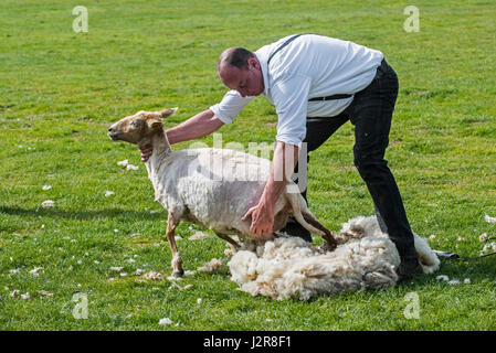 Shearer macchina la troncatura del vello di lana di pecora bianca con power-dentato azionato taglierina a lama Foto Stock