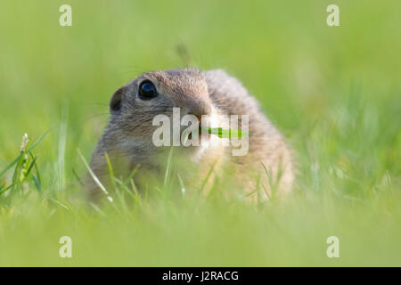Terreno europeo scoiattolo, Spermophilus citellus Foto Stock