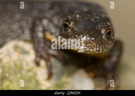 Triturus Dobrogicus,il Danubio tritone crestato Foto Stock