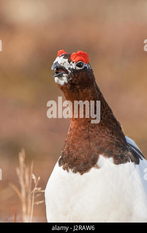 Alaska; Parco Nazionale di Denali; fauna; uccelli; Willow Ptarmigan; Alaska membro Bird; allevamento Display Foto Stock