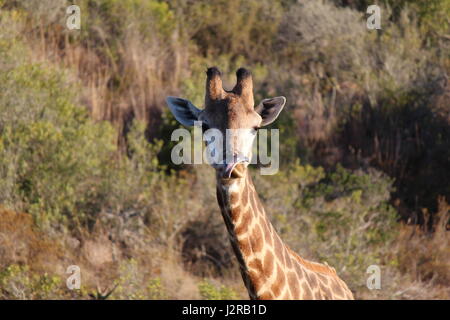 La giraffa guardando dritto leccamento delle labbra Foto Stock