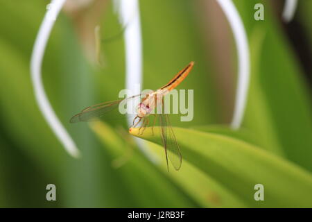 Dragonfly seduto su un impianto Foto Stock