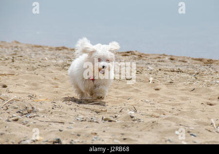 Cute cane sulla spiaggia in esecuzione - cucciolo Maltese Foto Stock