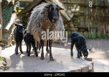 Pecora nera con bambini agriturismo in cantiere. Foto Stock