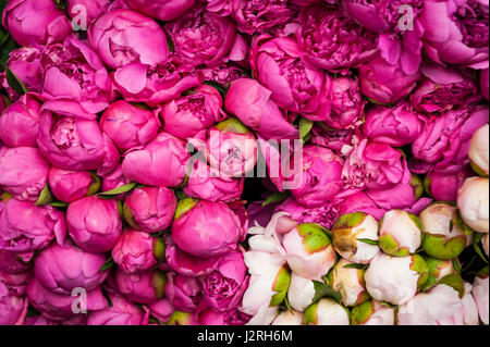 Rosso e bianco rosebuds non aperti al negozio di fiori a Parigi, Francia Foto Stock