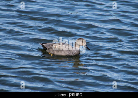 Canapiglia duck nuoto su un lago Foto Stock