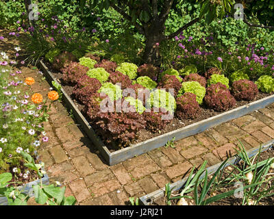 Il verde e il rosso Lolla rossa e verde Lollo bionda lattughe crescendo in uno schema a scacchiera nella trama vegetale, Barnsdale Gardens, Rutland, Inghilterra, Regno Unito. Foto Stock
