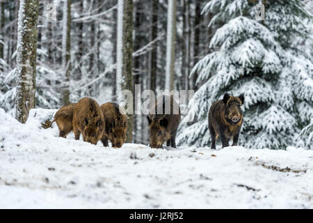 Eurasian il cinghiale (Sus scrofa) massa permanente e rovistando in una coperta di neve bosco in pieno inverno, Foto Stock