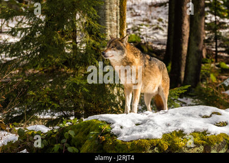 Bellissimo singolo adulto Lupo (Canis lupus) maschio alfa illustrato chiacchiere minacciosamente da un punto di vista vantaggioso nella coperta di neve bosco in pieno inverno. Foto Stock