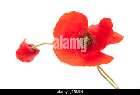 Rosso papavero fiori isolati su sfondo bianco Foto Stock