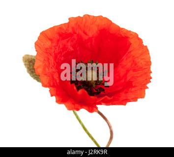 Rosso papavero fiori isolati su sfondo bianco Foto Stock