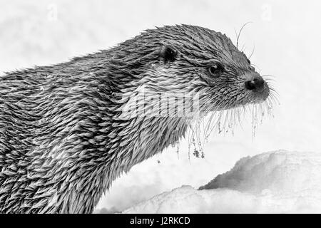 Bella lontra eurasiatica (Lutra lutra) rappresentata con baffi congelati in un inverno snow drift. (Arte, alta chiave, in bianco e nero) Foto Stock