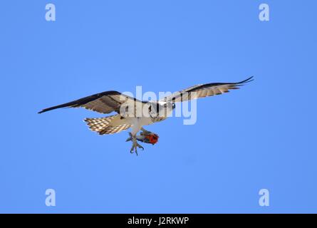 Un osprey con la metà del pesce consumato nella sua talons " mosche in Seedskadee National Wildlife Refuge Aprile 15, 2017 in Sweetwater County, Wyoming. Foto Stock