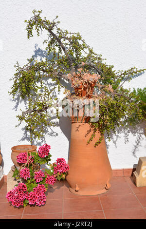 Piante in vaso su una terrazza soleggiata, compreso un pelargonium in fiore, un albero di giada e echeveria Foto Stock