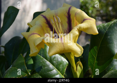 Tazza d'oro della vigna, Solandra maxima Foto Stock