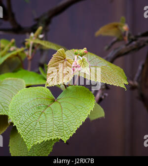 Boston ivy (Parthenocissus tricuspidata) giovani foglie di vite nuova crescita Foto Stock