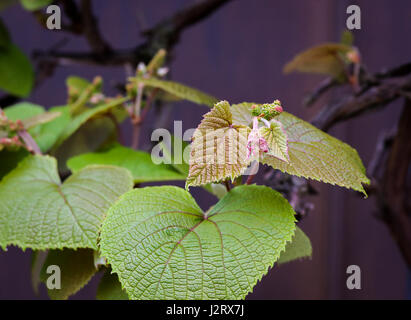 Boston ivy (Parthenocissus tricuspidata) giovani foglie di vite nuova crescita Foto Stock