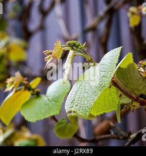 Boston ivy (Parthenocissus tricuspidata) giovani foglie di vite nuova crescita Foto Stock