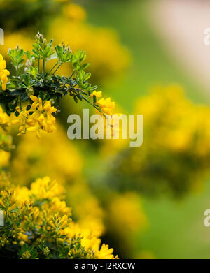 Fiori di colore giallo delle ginestre comune bush con uno sfondo sfocato crescente in posizione di parcheggio Foto Stock