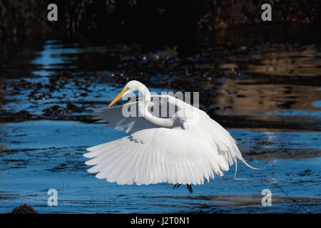 Great White Egret atterra sulla superficie dell'oceano in California. Foto Stock