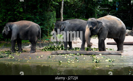 Gli elefanti mandria.Elephas maximus Foto Stock