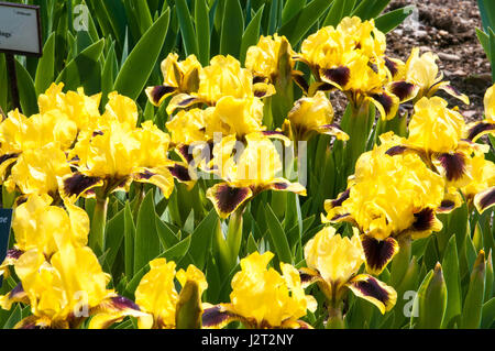 Iris è un genere di piante monocotiledoni della famiglia Iridaceae. Il nome latino del genere deriva dalla dea greca Foto Stock