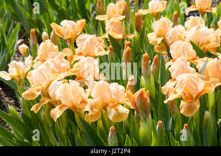 Iris è un genere di piante monocotiledoni della famiglia Iridaceae. Il nome latino del genere deriva dalla dea greca Foto Stock