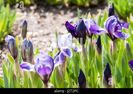 Iris è un genere di piante monocotiledoni della famiglia Iridaceae. Il nome latino del genere deriva dalla dea greca Foto Stock